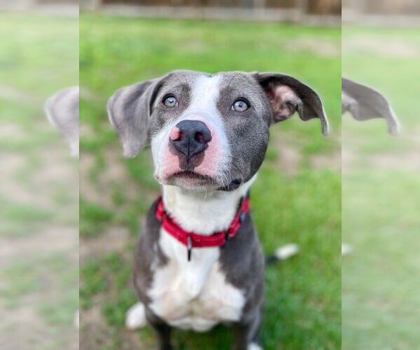 Medium Photo #4 American Pit Bull Terrier Puppy For Sale in Gloversville, NY, USA