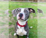 Small #3 American Pit Bull Terrier