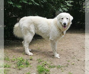 Great Pyrenees-Unknown Mix Dogs for adoption in Croydon, NH, USA