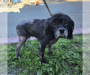 Cocker Spaniel-Unknown Mix Dogs for adoption in Long Beach, CA, USA