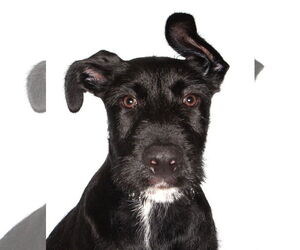 Lab-Pointer Dogs for adoption in Oakland Park, FL, USA