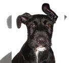 Small Lab-Pointer