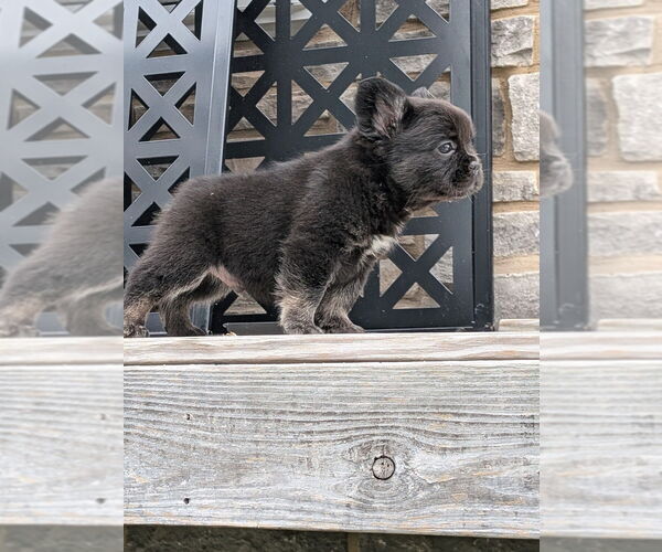 Medium Photo #1 French Bulldog Puppy For Sale in MOUNT JOY, PA, USA