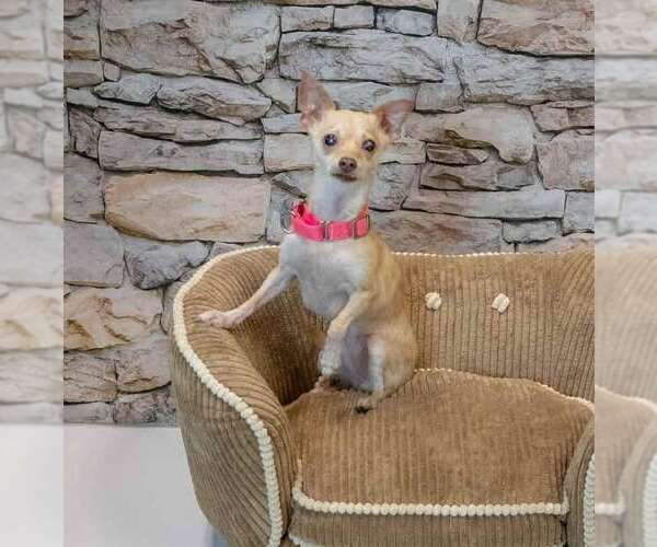 Medium Photo #3 Chihuahua Puppy For Sale in Kennesaw, GA, USA