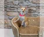 Small Photo #3 Chihuahua Puppy For Sale in Kennesaw, GA, USA