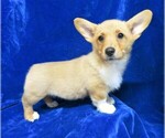 Small Photo #9 Pembroke Welsh Corgi Puppy For Sale in NORWOOD, MO, USA