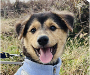 Mutt Dogs for adoption in San Ramon, CA, USA