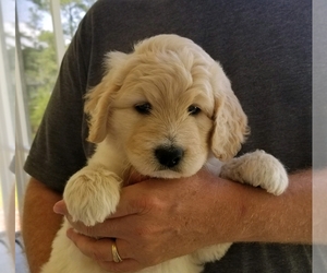 Goldendoodle Puppy for sale in STELLA, NC, USA