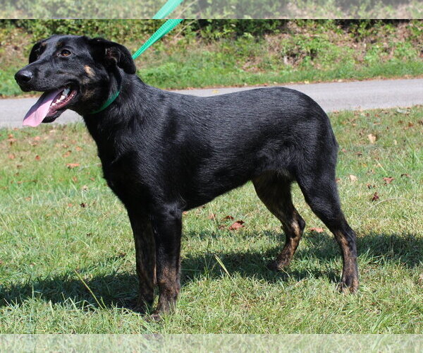 Medium Photo #4 Labrador Retriever-Unknown Mix Puppy For Sale in Prattville, AL, USA
