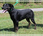 Small #3 Labrador Retriever Mix