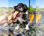 Small Photo #5 Miniature Australian Shepherd Puppy For Sale in TORRINGTON, WY, USA