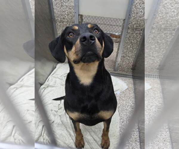 Medium Photo #1 Rottweiler-Unknown Mix Puppy For Sale in Martinsburg, WV, USA