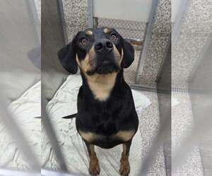 Rottweiler-Unknown Mix Dogs for adoption in Martinsburg, WV, USA