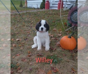 Saint Bernard Puppy for sale in WARSAW, NY, USA
