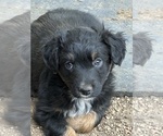 Small #18 Australian Shepherd