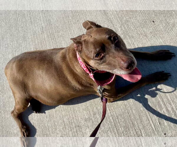 Medium Photo #6 American Staffordshire Terrier Puppy For Sale in Westminster, MD, USA