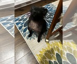 Small #1 Pomeranian Mix