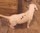 Small Photo #15 Dalmatian Puppy For Sale in ASHEBORO, NC, USA