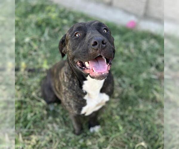 Medium Photo #1 Staffordshire Bull Terrier-Unknown Mix Puppy For Sale in Modesto, CA, USA