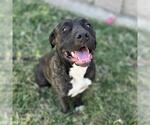 ACE - Male Staffordshire Bull Terrier-Unknown Mix Dog for Adoption - Small photo