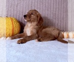 Draco - Male Golden Retriever Puppy for Sale - Photo #3