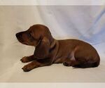 Small #5 Dachshund