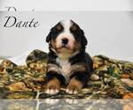 Puppy Dante Bernese Mountain Dog
