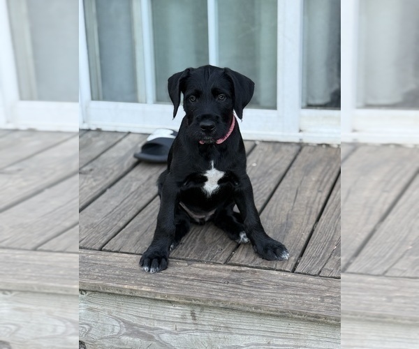 Medium Photo #3 Great Dane-Sheepadoodle Mix Puppy For Sale in EGG HARBOR CITY, NJ, USA