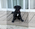 Small Photo #3 Great Dane-Sheepadoodle Mix Puppy For Sale in EGG HARBOR CITY, NJ, USA
