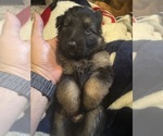 Puppy Dark Green German Shepherd Dog