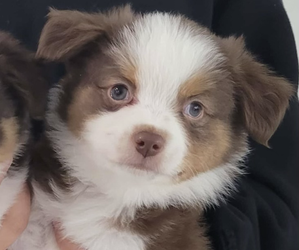 Miniature Australian Shepherd Puppy for sale in HOLLYWOOD, FL, USA