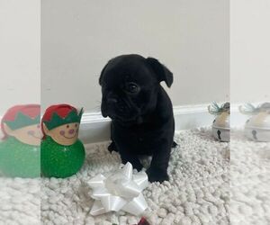French Bulldog Puppy for sale in JOHNS ISLAND, SC, USA