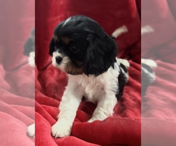 Medium Photo #2 Cavalier King Charles Spaniel Puppy For Sale in EDWARDSBURG, MI, USA