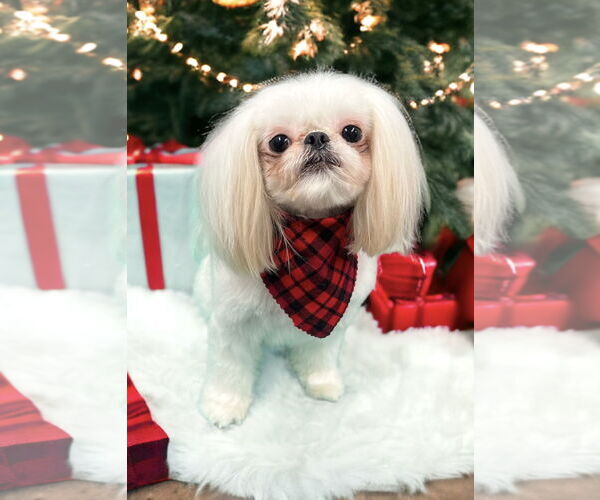 Medium Photo #2 Shih Tzu Puppy For Sale in Weston, FL, USA