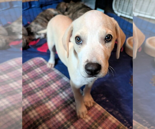 Medium Photo #3 Labrador Retriever Puppy For Sale in Green Forest, AR, USA