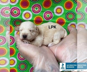 Schnoodle (Miniature) Puppy for sale in WINNSBORO, LA, USA
