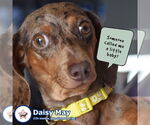 Small Photo #2 Dachshund Puppy For Sale in Shelbyville, TN, USA