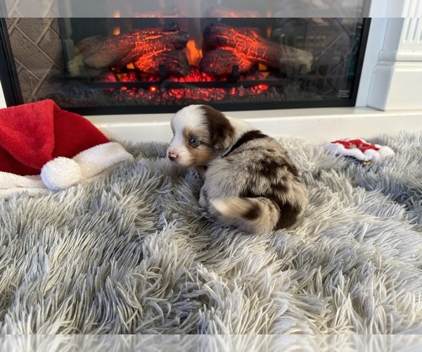Medium Photo #9 Miniature Australian Shepherd Puppy For Sale in QUINCY, CA, USA