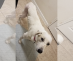 Small Photo #19 Great Pyrenees Puppy For Sale in Houston, TX, USA