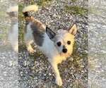Small Chihuahua Mix