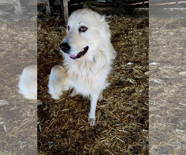 Medium Photo #8 Great Pyrenees Puppy For Sale in Spring, TX, USA