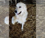 Small #7 Great Pyrenees