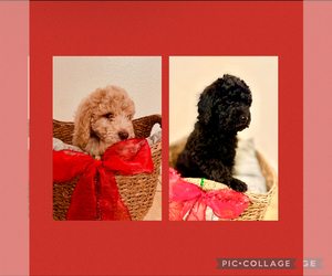 Goldendoodle Puppy for sale in FONTANA, CA, USA