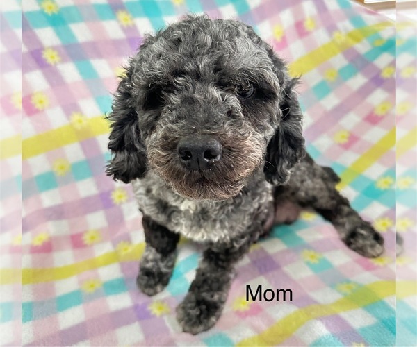 Medium Photo #5 Cavapoo Puppy For Sale in GILBERTSVILLE, PA, USA