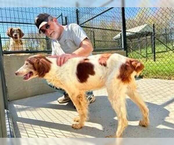 Medium Photo #6 Brittany Puppy For Sale in Curwensville, PA, USA
