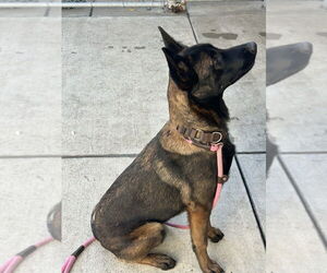 Mutt Dogs for adoption in Imlay City, MI, USA