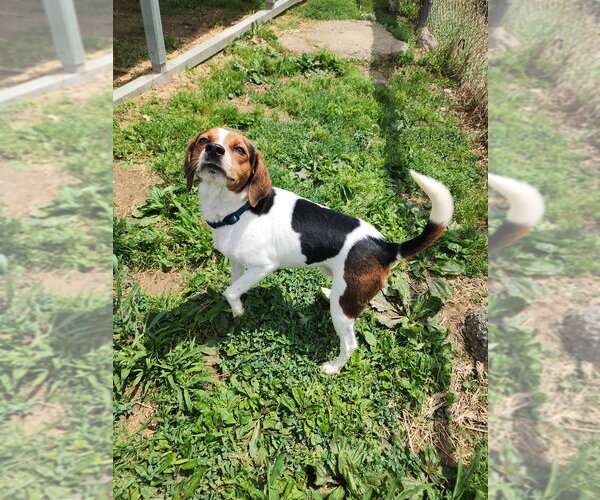 Medium Photo #4 Beagle Puppy For Sale in Evansville, IN, USA