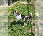 Small #3 Beagle