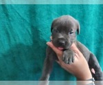 Small Photo #23 Cane Corso Puppy For Sale in COLUMBIA, SC, USA