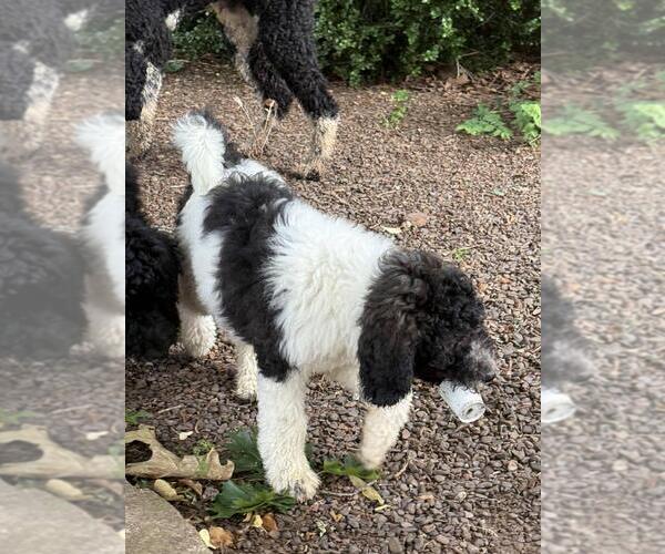 Medium Photo #7 Poodle (Standard) Puppy For Sale in ELKINS, AR, USA